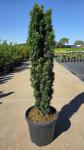 Taxus b. 'Fastigiata Robusta'