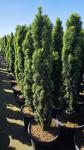 Taxus b. 'Fastigiata Robusta'