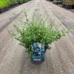Ceanothus 'Skylark'