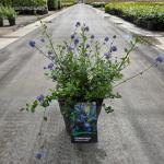 Ceanothus 'Skylark'