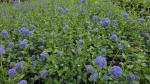 Ceanothus 'Skylark'