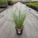 Miscanthus sin. 'Red Chief'