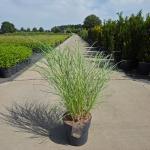 Miscanthus sin. 'Red Chief'