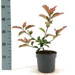 Photinia fraseri 'Red Select'