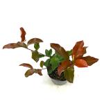 Photinia fraseri 'Red Select'