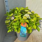 Hydrangea m. 'Bodensee'