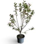 Malus 'Evereste'