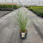 Miscanthus sin. 'Kleine Silbersp.'