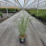 Miscanthus sin. 'Gracillimus'