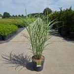 Miscanthus sin. 'Strictus'