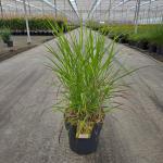 Panicum virgatum 'Rehbraun'
