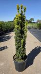 Taxus b. 'David'