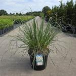 Cortaderia s. 'Sunningd. Silver'