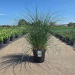 Cortaderia s. 'Sunningd. Silver'