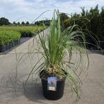 Cortaderia s. 'Rosea'