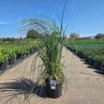 Cortaderia s. 'Rosea'