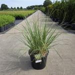 Cortaderia s. 'Pumila'