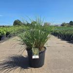 Cortaderia s. 'Pumila'