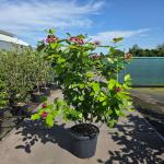 Calycanthus r. 'Aphrodite'