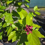 Calycanthus r. 'Aphrodite'