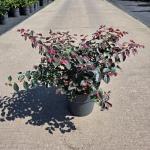 Loropetalum chin. 'Pipa's Red'