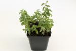 Nepeta faassenii