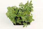 Nepeta faassenii