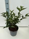 Syringa patula 'Miss Kim'