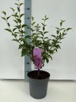 Syringa chinensis 'Saugeana'