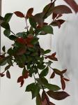 Photinia fraseri Carr&eacute; Rouge
