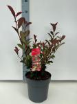 Photinia fraseri Carr&eacute; Rouge