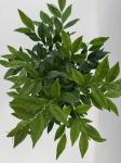 Sarcococca hookeriana