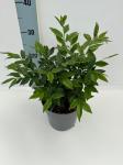 Sarcococca hookeriana