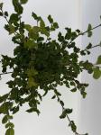 Syringa meyeri 'Palibin'