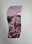 Syringa meyeri 'Palibin'