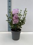 Syringa meyeri 'Palibin'