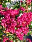 Lagerstroemia i. Braise d'&Eacute;t&eacute;