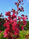 Lagerstroemia i. Dynamite