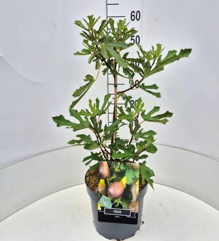 Ficus car. Little Miss Figgy, met stok