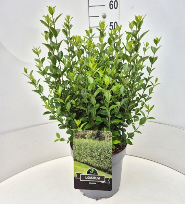 Ligustrum ovalifolium