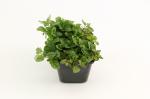 Origanum vulgare