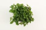 Origanum vulgare