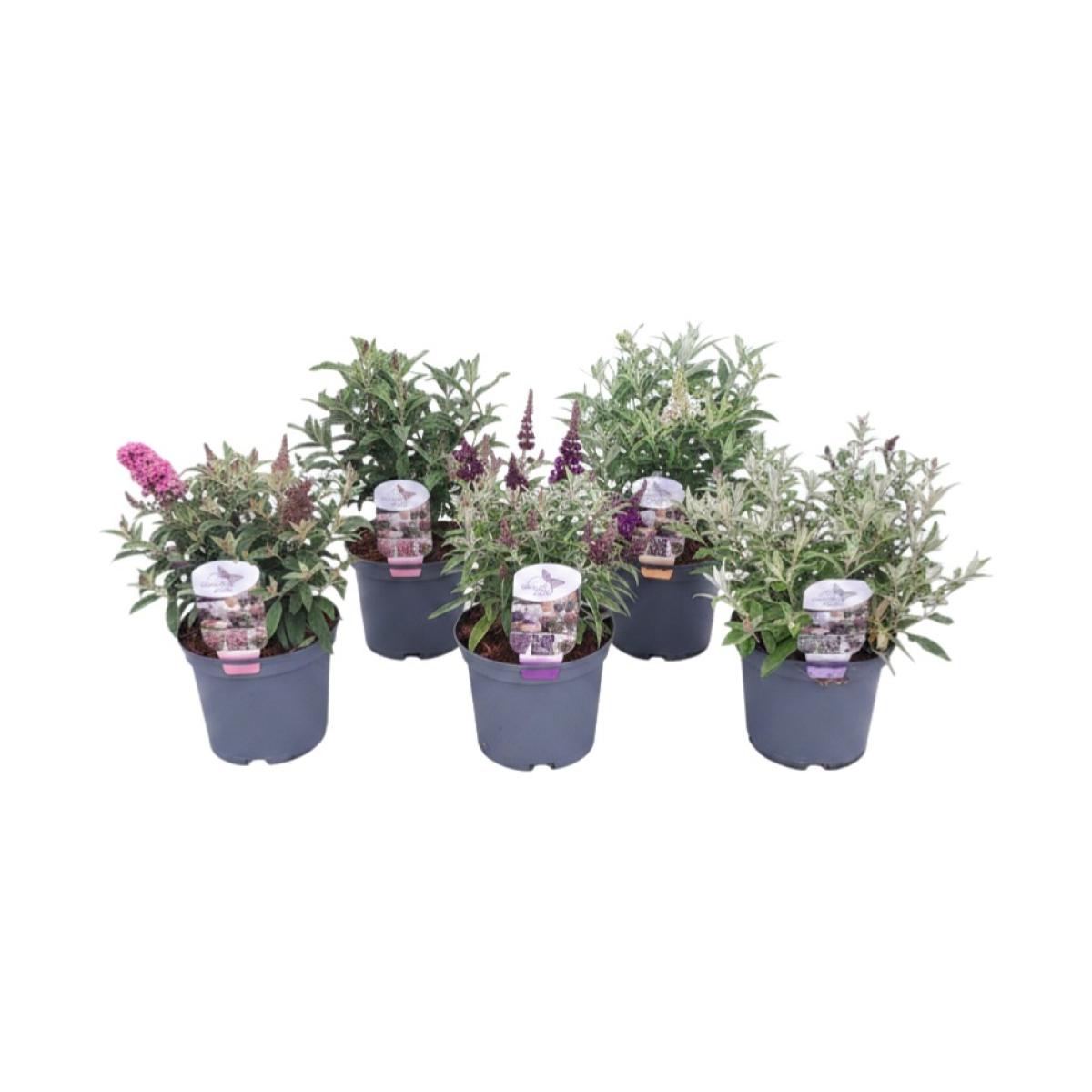 Buddleja d. Butterfly Candy Gemengd