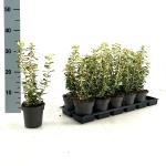Euonymus fort. Blondy