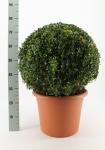 Buxus sempervirens arborescens