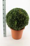 Buxus sempervirens arborescens