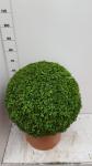 Buxus sempervirens arborescens