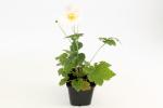 Anemone hyb. 'Honorine Jobert'