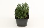 Thymus v. 'Compactus'
