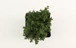 Thymus v. 'Compactus'